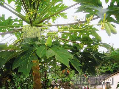 木瓜樹 木梨、降龍木