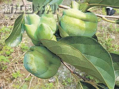 烏柿 蠟子樹、木油樹