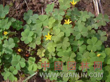 酢漿草 鹽酸仔草(臺灣)、酸箕、三葉酸草、酸母草、鳩酸草