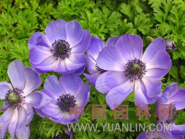 銀蓮花 冠狀銀蓮花、冠狀銀蓮花