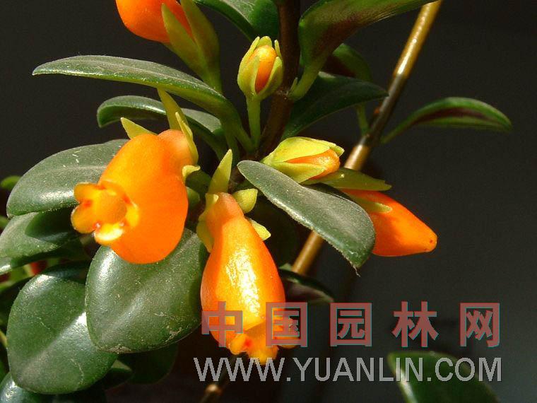 袋鼠花 金魚花、河豚花、親嘴花 