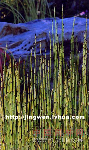 木賊 銼草、筆頭草、筆筒草、節(jié)骨草