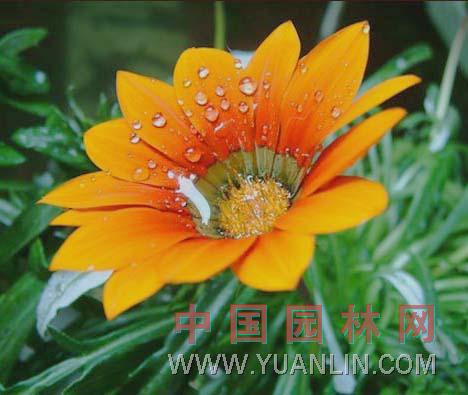 麥稈菊 蠟菊、貝細工