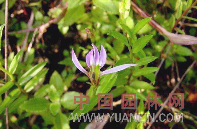 半邊蓮  急解索、蛇利草、細(xì)米草、蛇舌草、魚尾花、半邊菊、