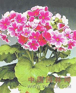 歐洲報春花 歐洲櫻草、德國報春、西洋櫻草