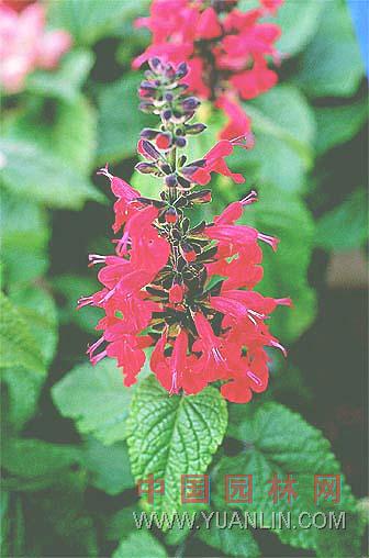一串紅唇 紅花鼠尾草、長串紅