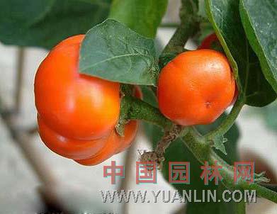 金銀茄 觀賞茄、巴西茄