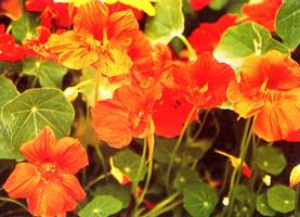 旱金蓮 金蓮花、旱蓮花、印度水芹、大紅雀