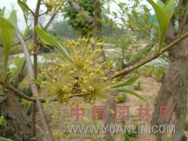 山茱萸  山芋肉、藥棗、實(shí)棗兒、棗皮、肉棗