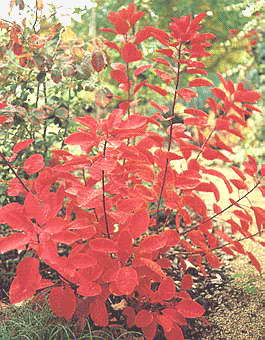 紅黃櫨  
