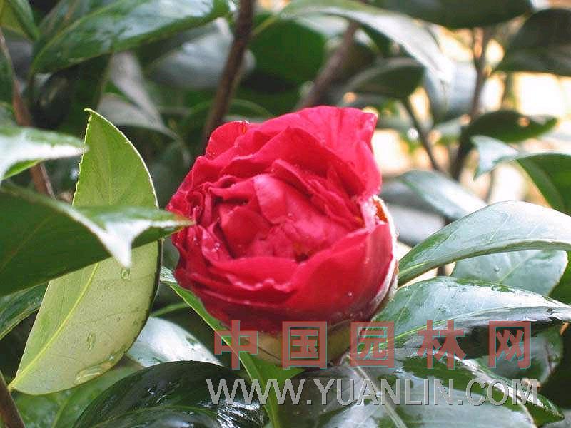 山茶花 曼陀羅樹、晚山茶、耐冬