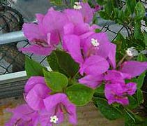 三角梅 九重葛、賀春紅、紅包藤、四季紅