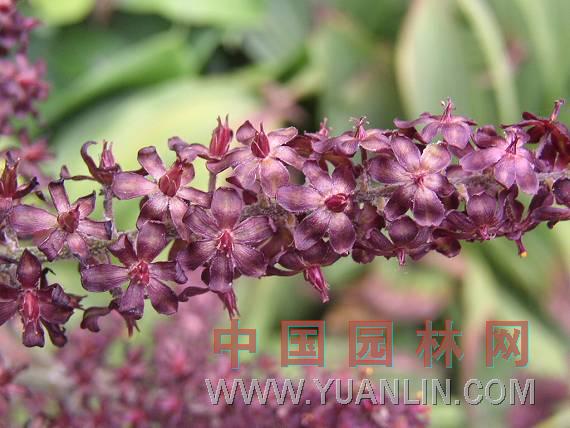 藜蘆 藜蘆、力蘆、梨蘆、山蔥、憨、大葉蘆、山蔥