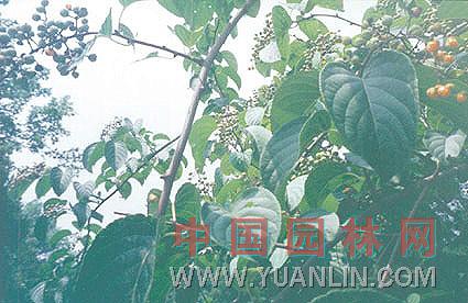秤錘樹 秤陀樹、捷克木