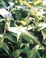 竹葉菜 空心菜、通菜蓊、蓊菜、藤藤菜、通菜