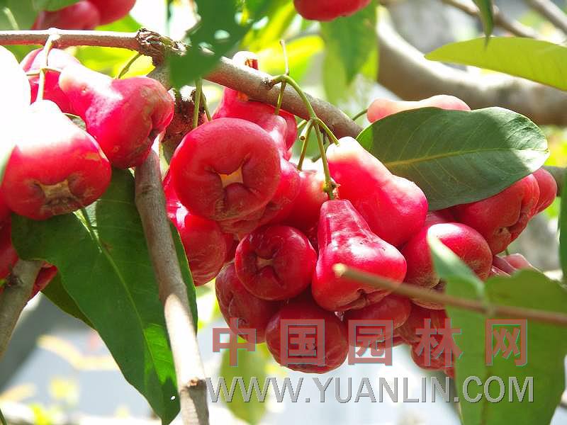 蓮霧 洋蒲桃、紫蒲桃、水蒲桃、水石榴、輦霧、璉霧