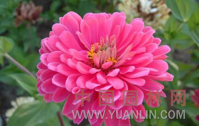 百日草 秋羅、百日菊、步步高、節(jié)節(jié)高、對(duì)葉梅