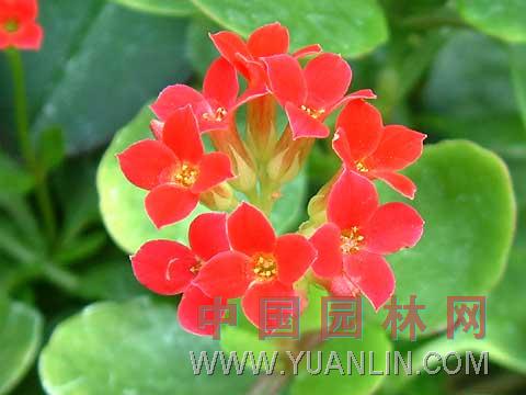 長壽花 矮生伽藍(lán)菜、圣誕伽藍(lán)菜、壽星花、家樂花、伽藍(lán)花