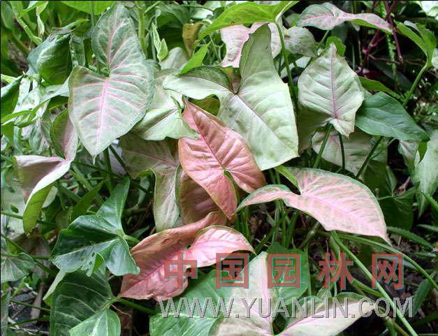 合果芋 長柄合果芋、紫梗芋、剪葉芋、絲素藤, 