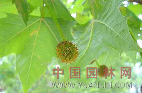懸鈴木 法國梧桐 法桐