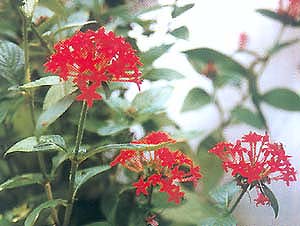 剪春羅 剪夏羅