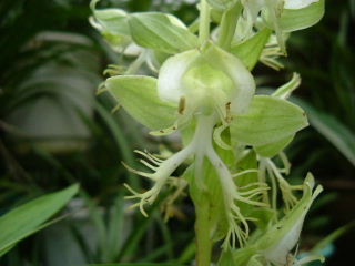 細(xì)花玉鳳花 玉鳳花