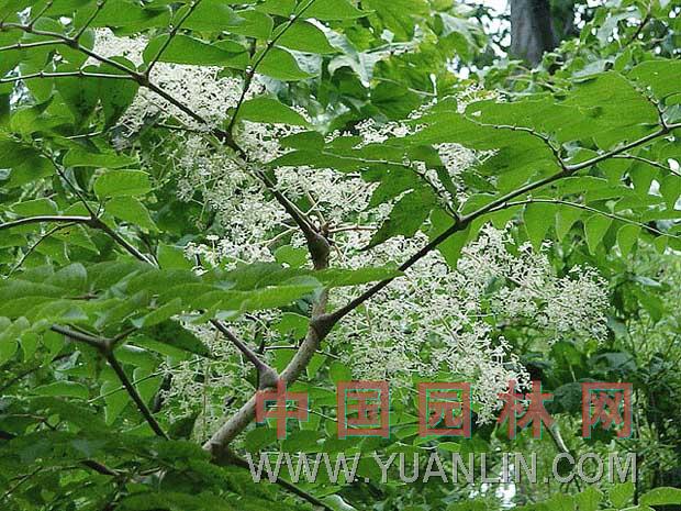 楤木 刺老包、仙人杖、刺春頭、鵲不踏、虎陽(yáng)刺、海桐皮、鳥(niǎo)不宿、通刺、黃龍苞、刺龍柏、刺樹(shù)椿