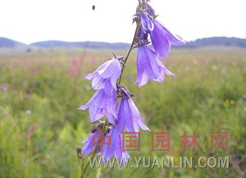 沙參 南沙參、輪葉沙參