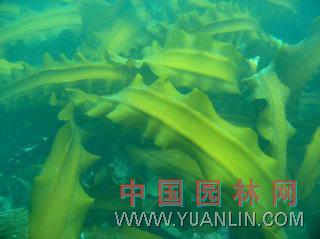海帶 海帶菜、昆布