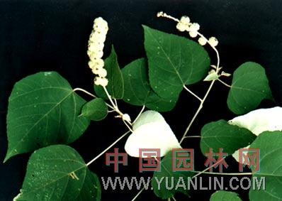 白背葉 白桐、秋桐