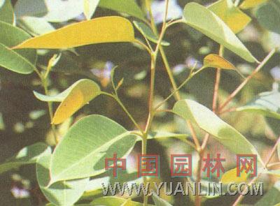 桉樹(shù)