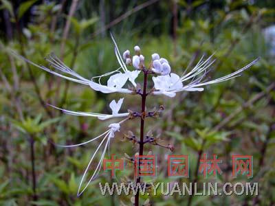 貓須草 腎茶、腰只草、化石草