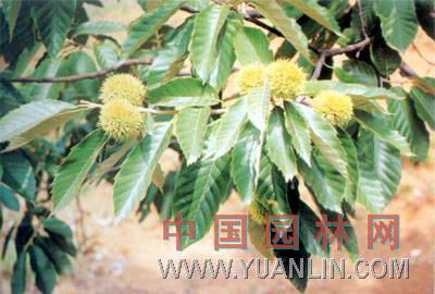 板栗 栗子、毛板栗