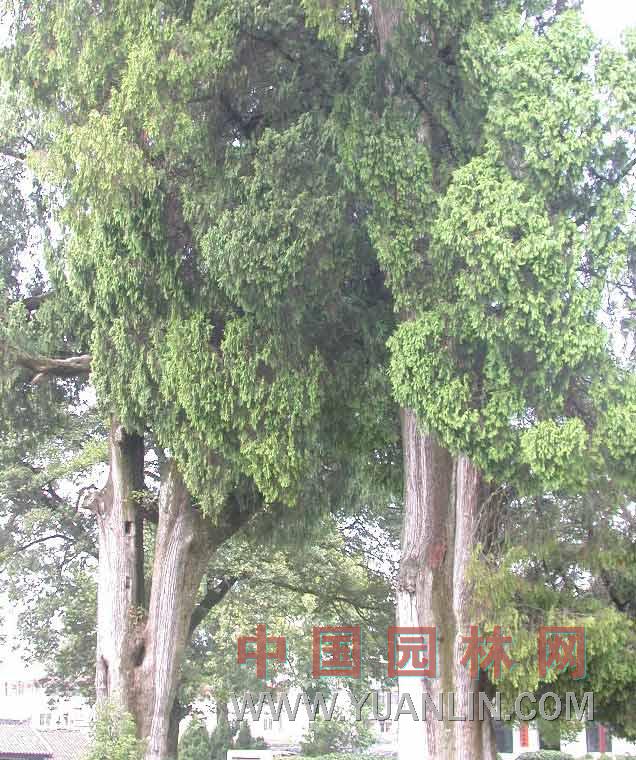柏木 香扁柏、垂絲柏、黃柏、掃帚柏、柏木樹、柏香樹、柏樹、密密柏