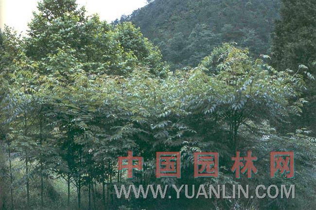白辛樹(shù) 