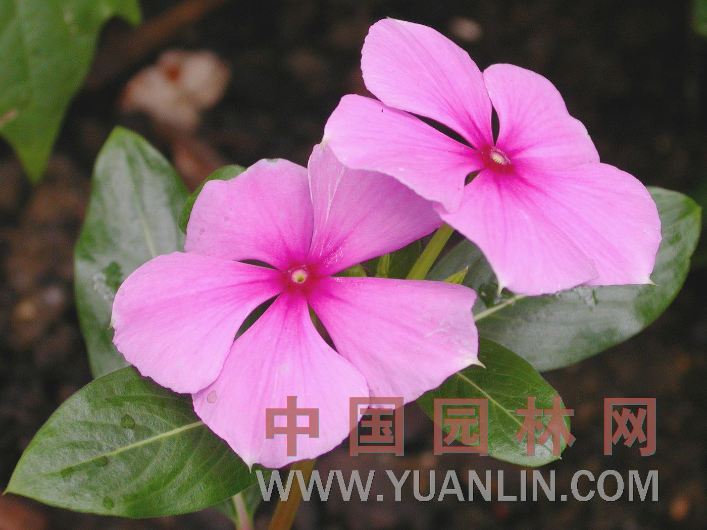 大花假虎刺 美國櫻桃、大花刺郎果