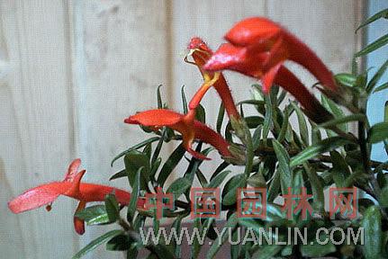 鯨魚(yú)花 鯊魚(yú)花、金魚(yú)藤