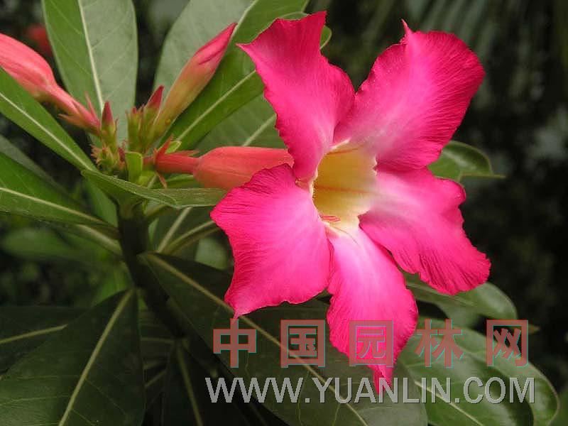 沙漠玫瑰 天寶花、沙紅姬花、亞當(dāng)花、矮性雞蛋花