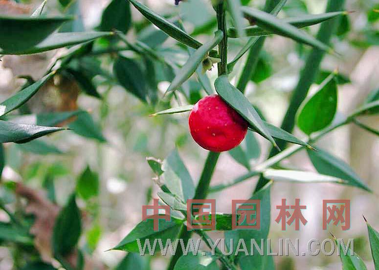 假葉樹 百勞金雀花、瓜子松