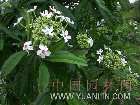 海檬果 黃金茄牛、心荔山杭果、海芒果、海檬果