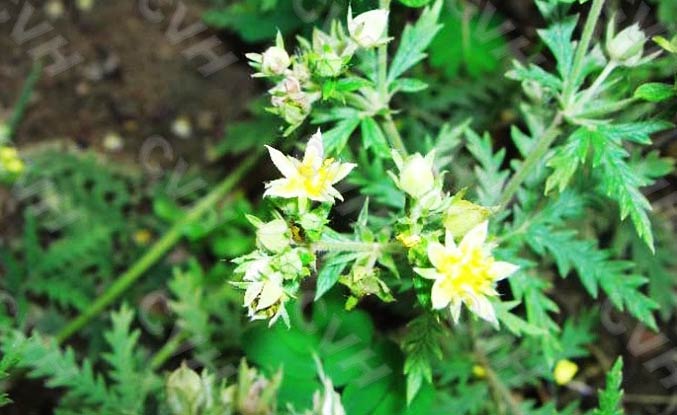 委陵菜 翻白草、白頭翁、蛤蟆草、天青地白