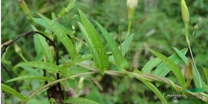 尖萼魚(yú)黃草 