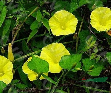 心葉山土瓜 