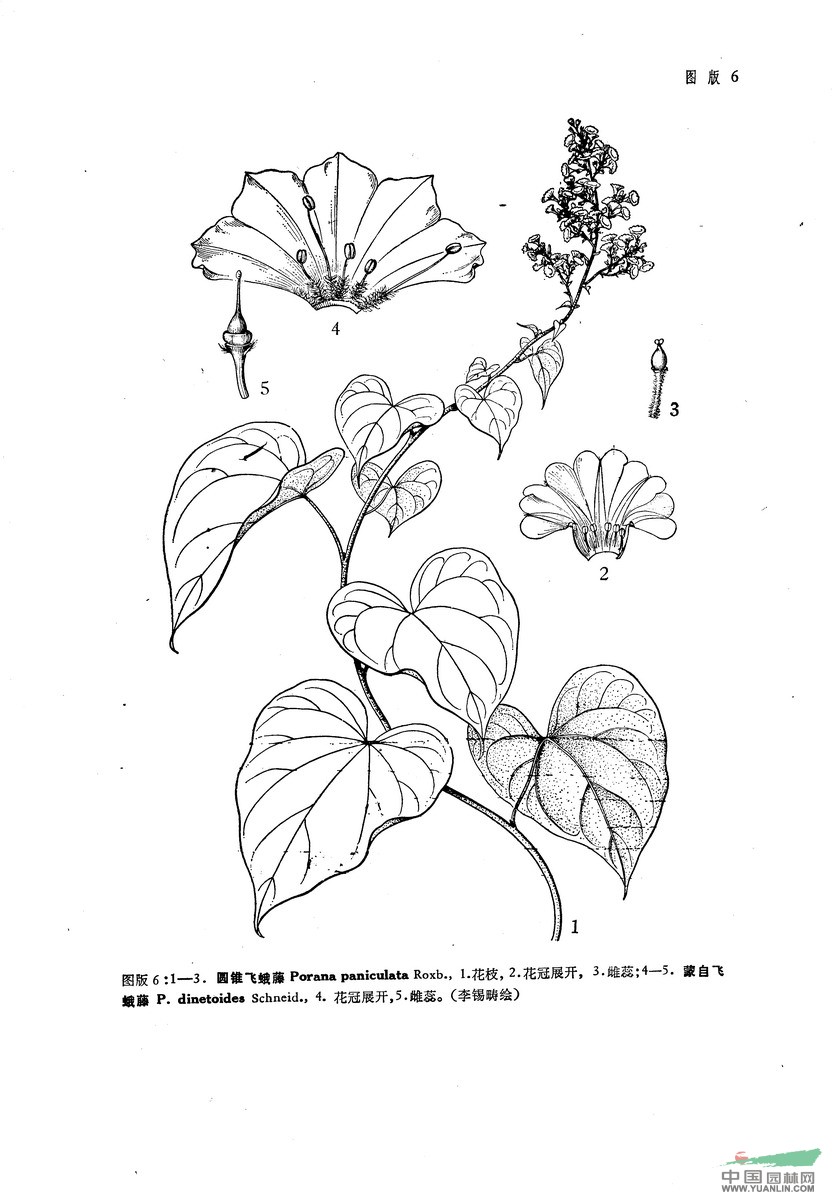 圓錐飛蛾藤 