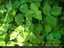 鴨兒芹 野蜀葵、三葉