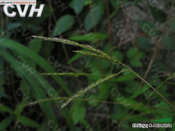 莠竹 