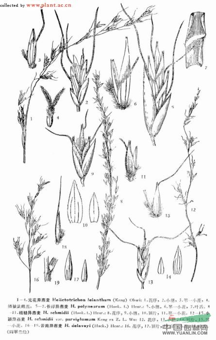 光花異燕麥 