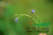 短柄半邊蓮 