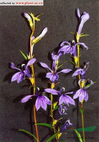 山梗菜 半邊蓮、水莧菜、苦菜、節(jié)節(jié)花、大種半邊蓮、水折菜、天竹七、對節(jié)白、水楊、柳