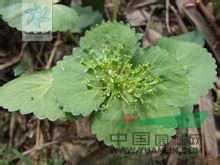 馬蹄芹 大苞芹、雙叉草、山荷葉